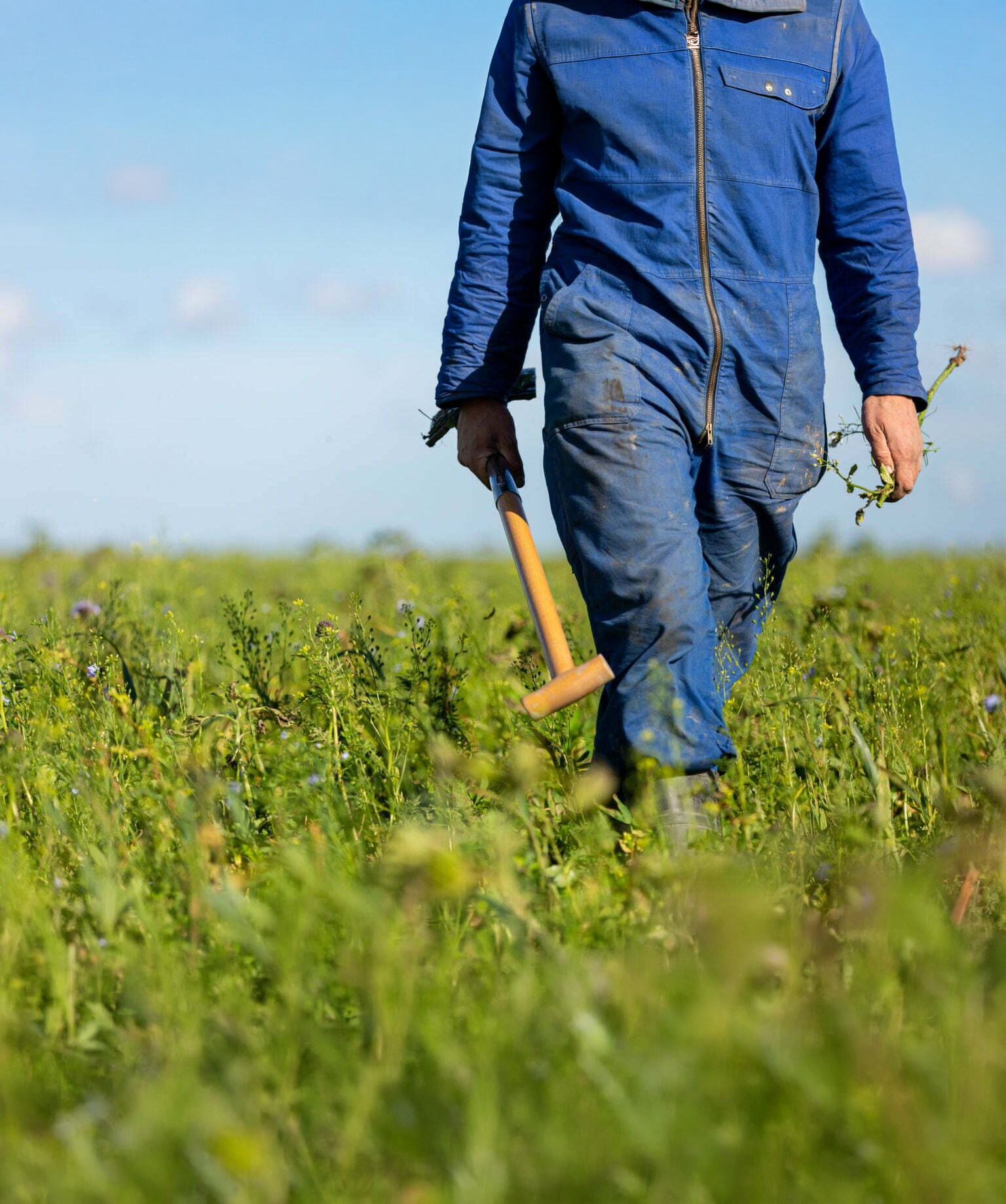 Boer met groenbemestermengsel
